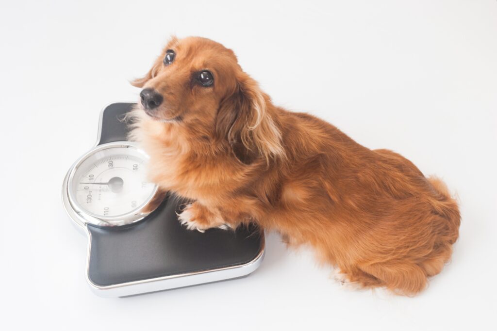 犬の健康管理と食事をチェックする飼い主のイメージ