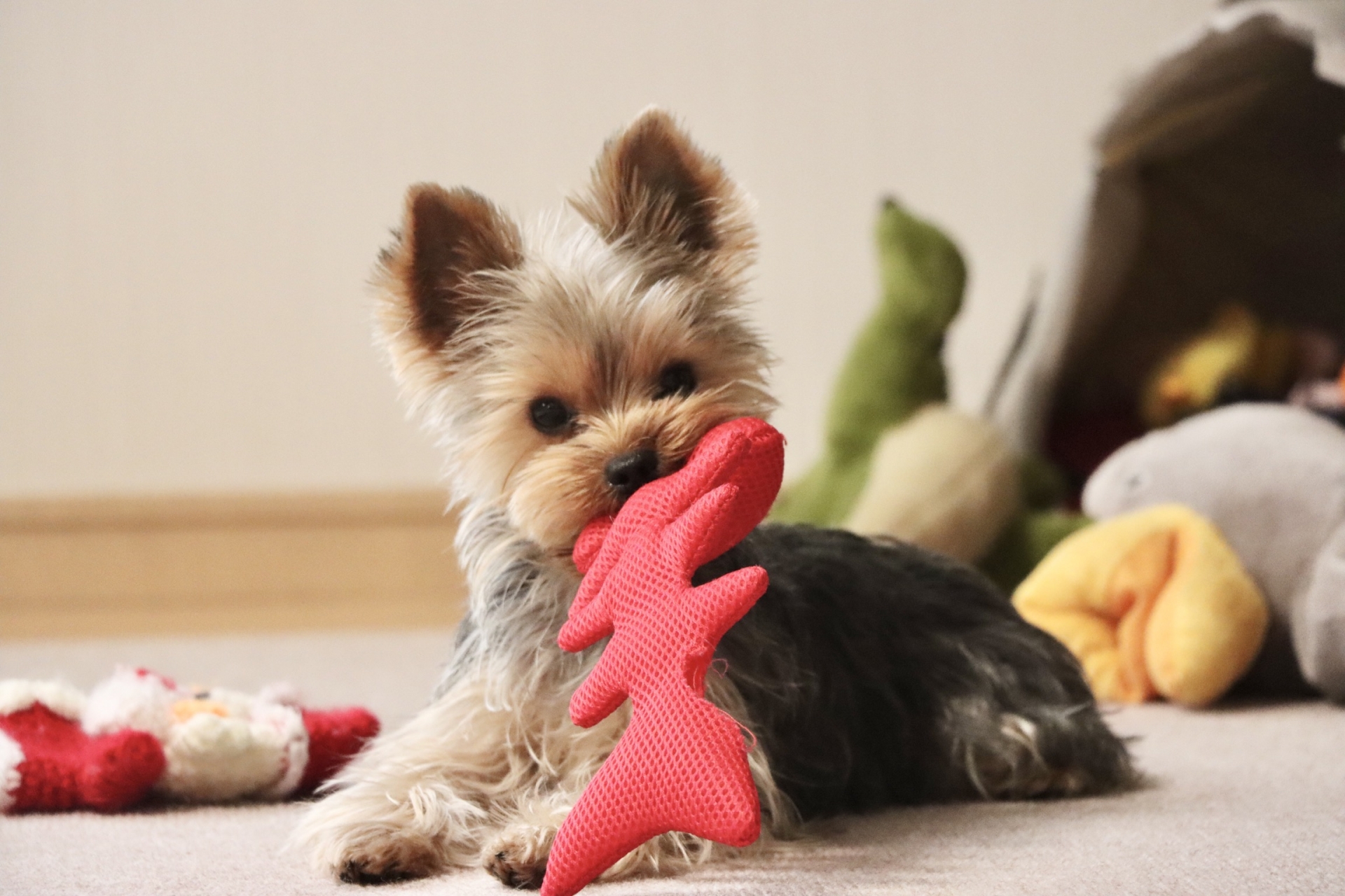 犬のおもちゃを選ぶ飼い主と楽しそうに遊ぶ犬のイメージ写真