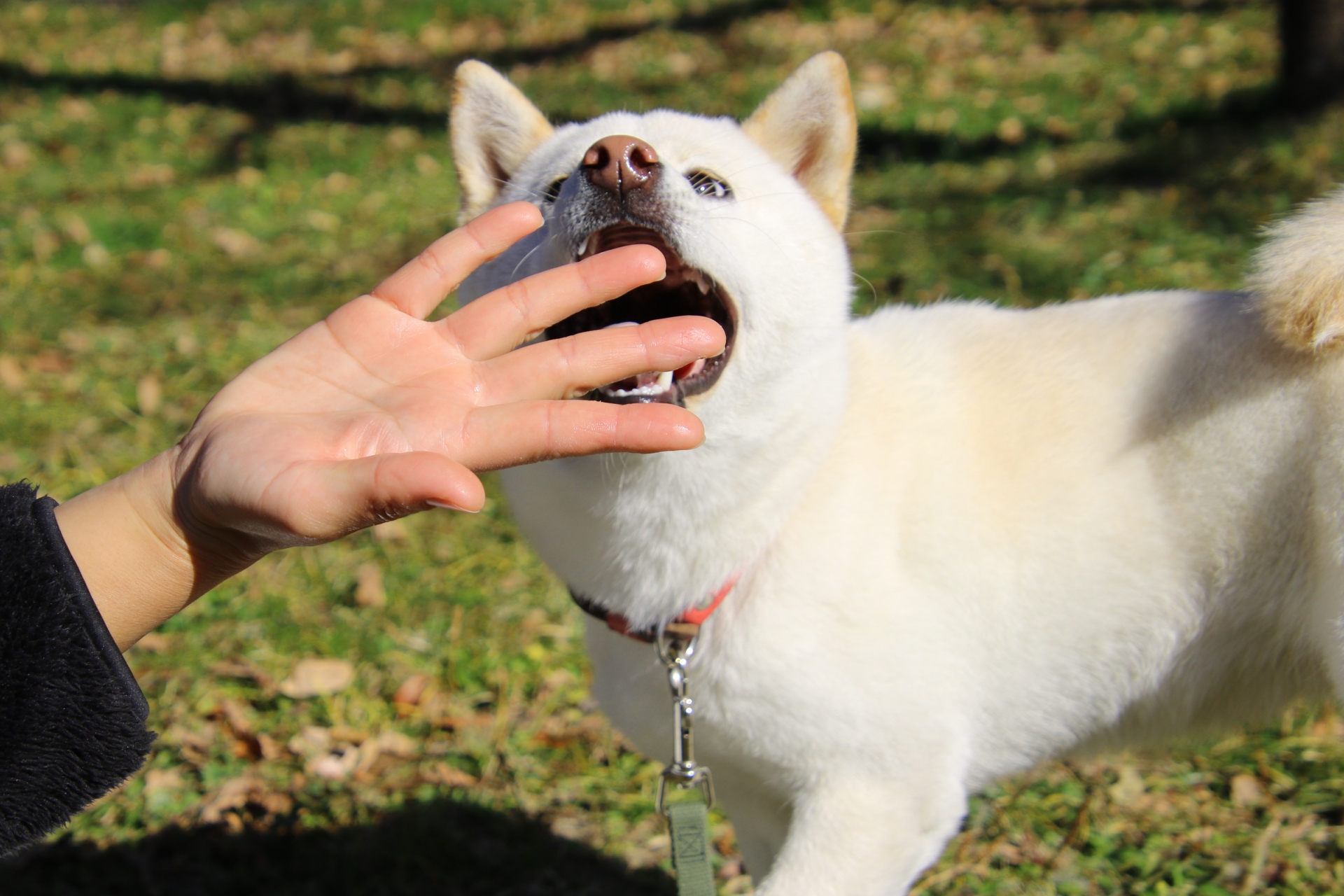 犬の甘噛みをやめさせる方法
