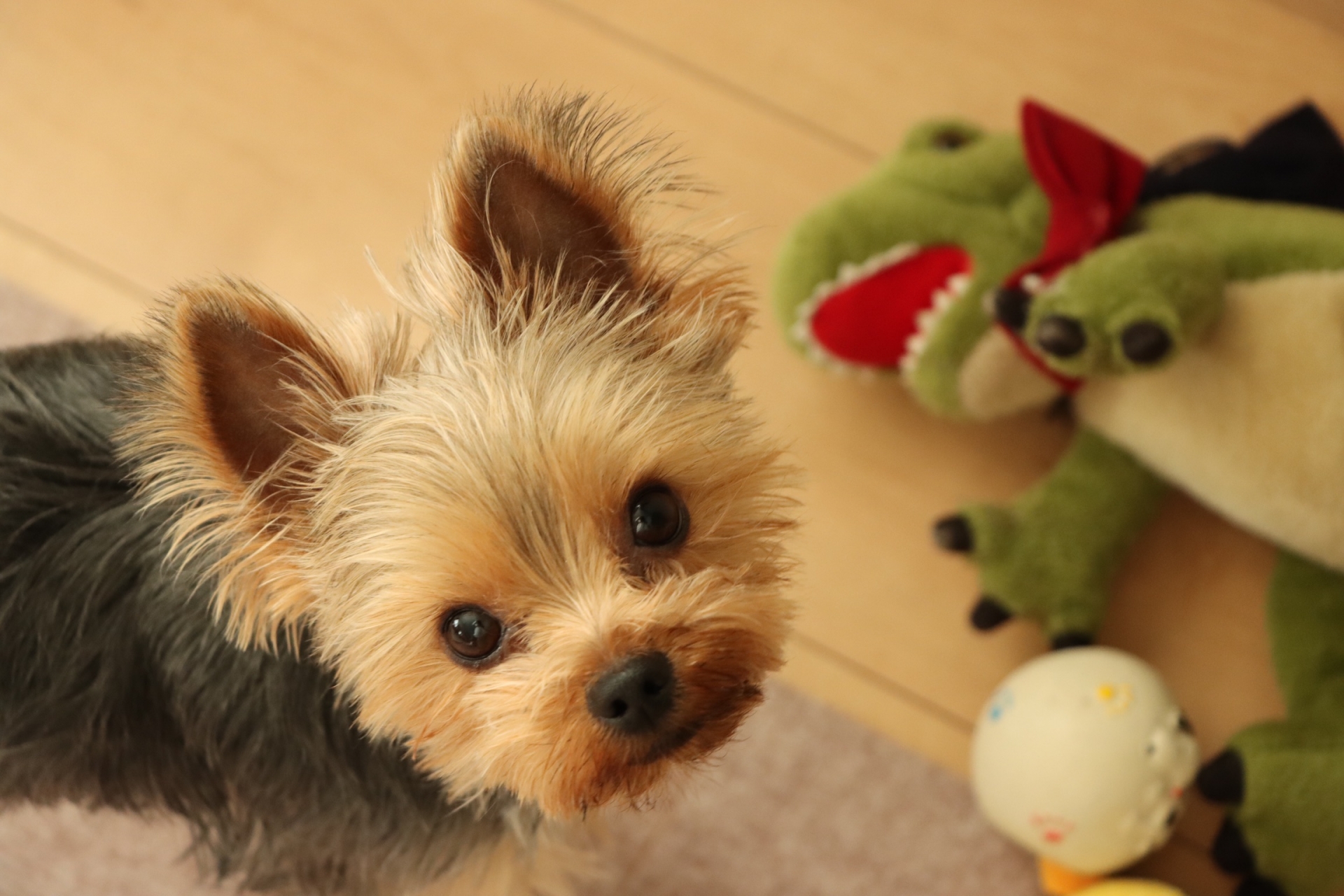 犬がおもちゃで遊んでいる写真