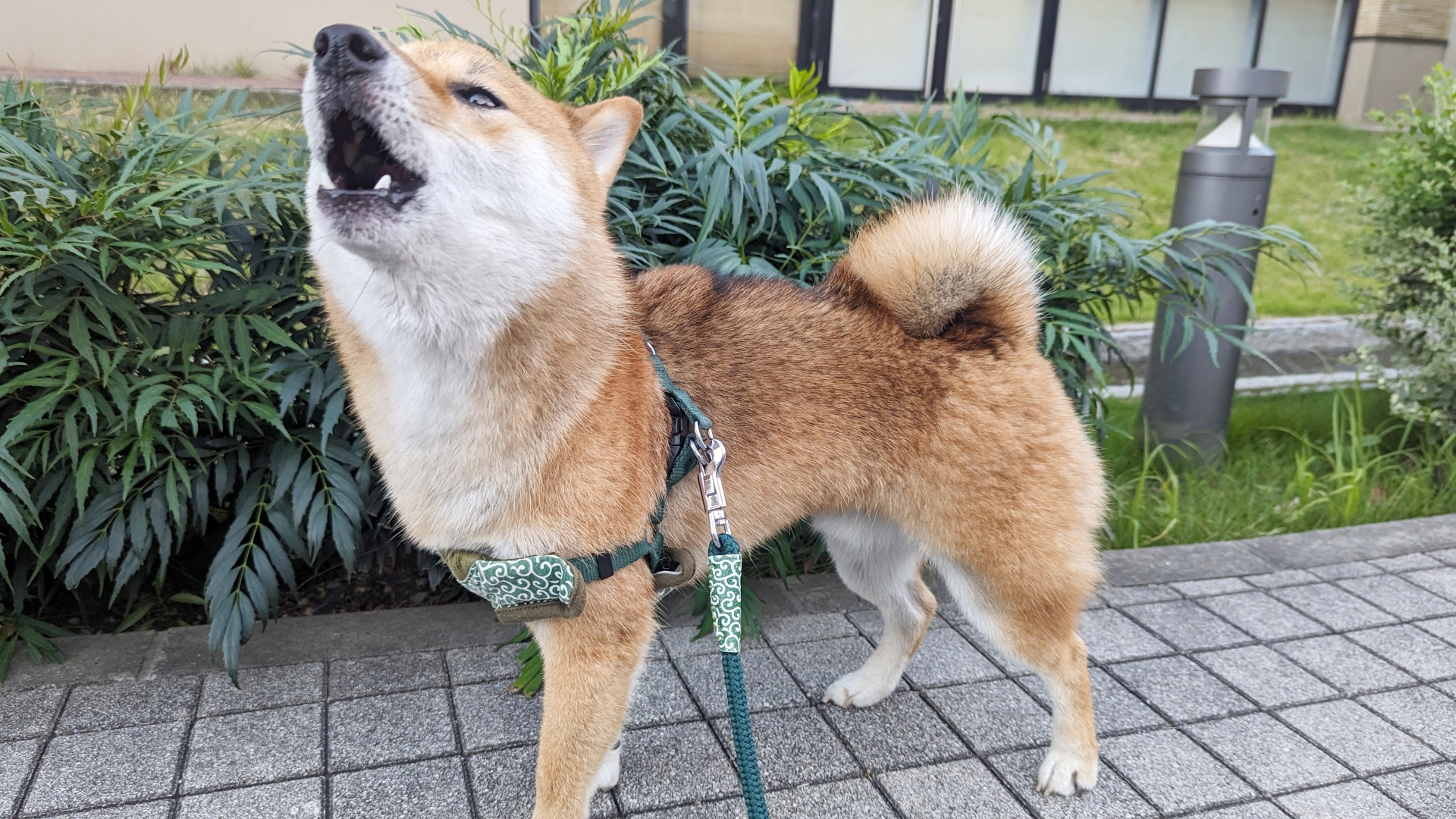 犬の無駄吠えを抑える練習