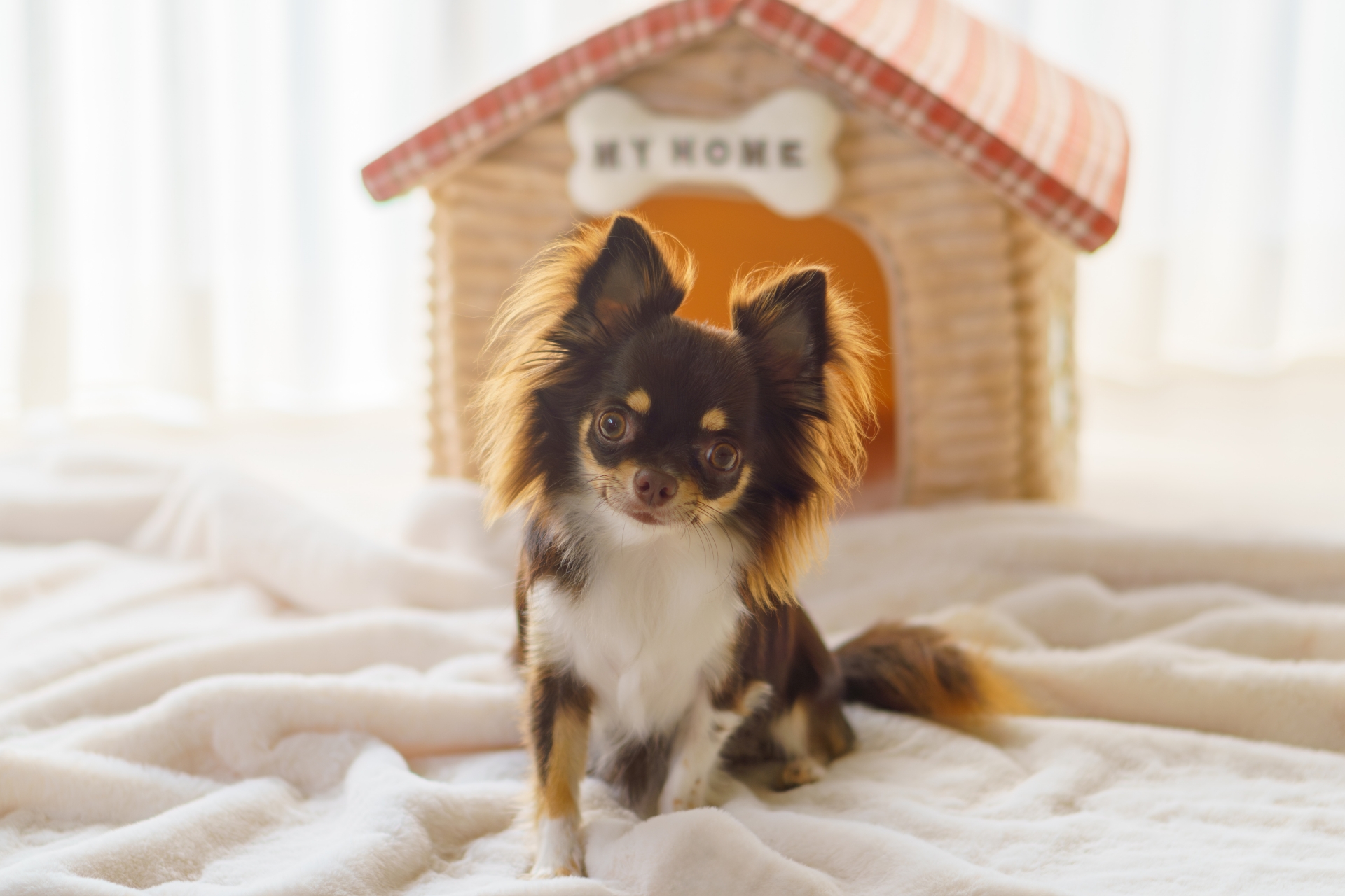 犬のお留守番トレーニング