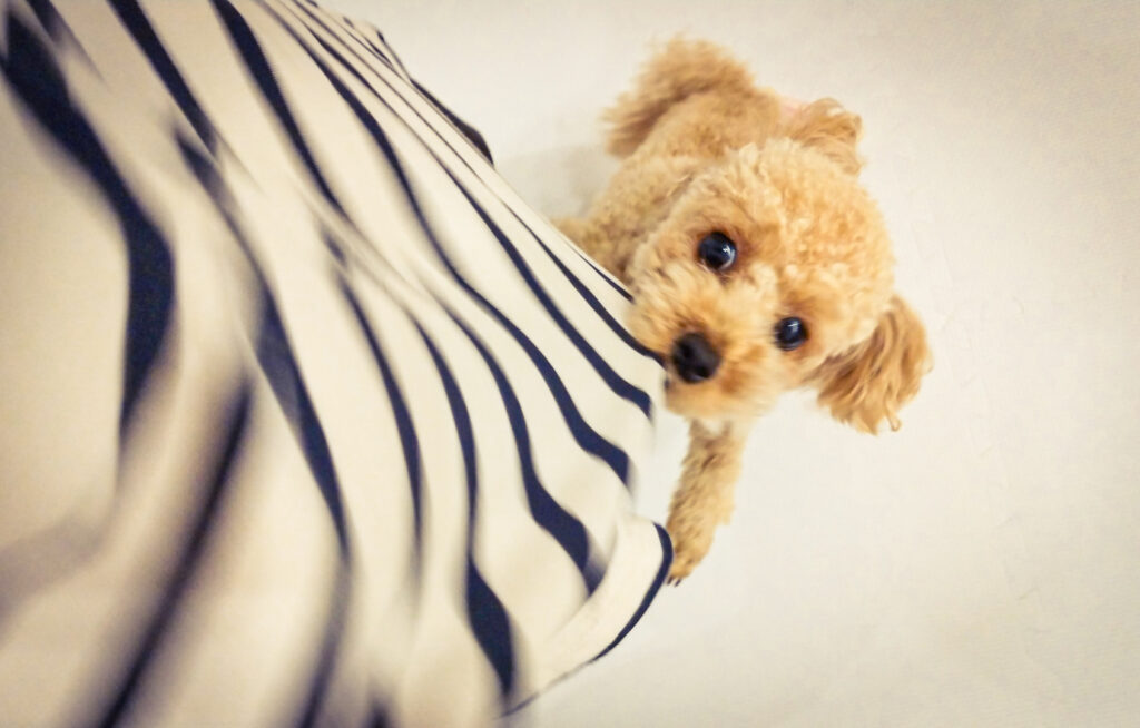 飼い主に飛びつく犬を落ち着かせるトレーニング