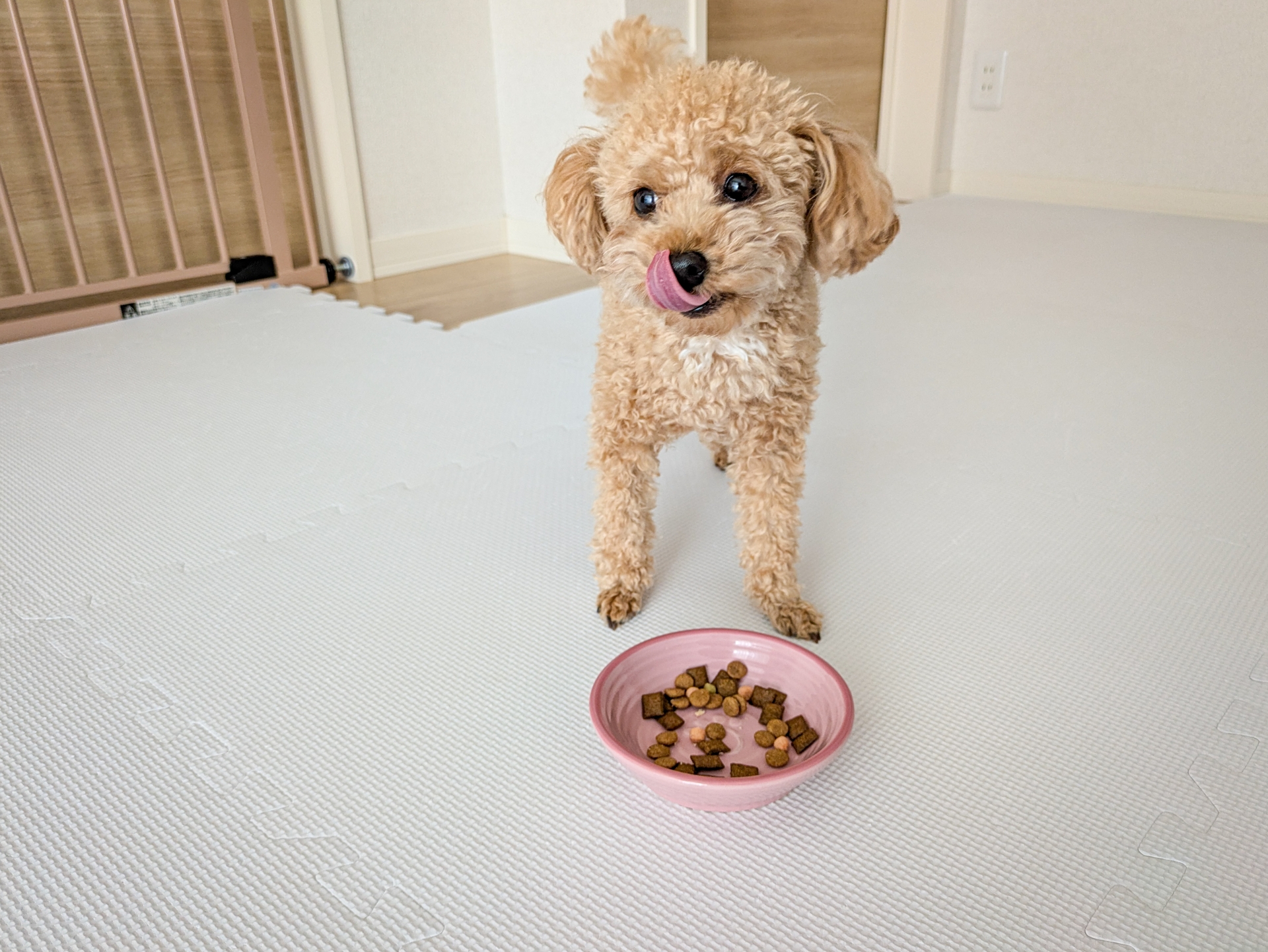 愛犬の健康を守るためのドッグフード選びと与え方の基本ガイド