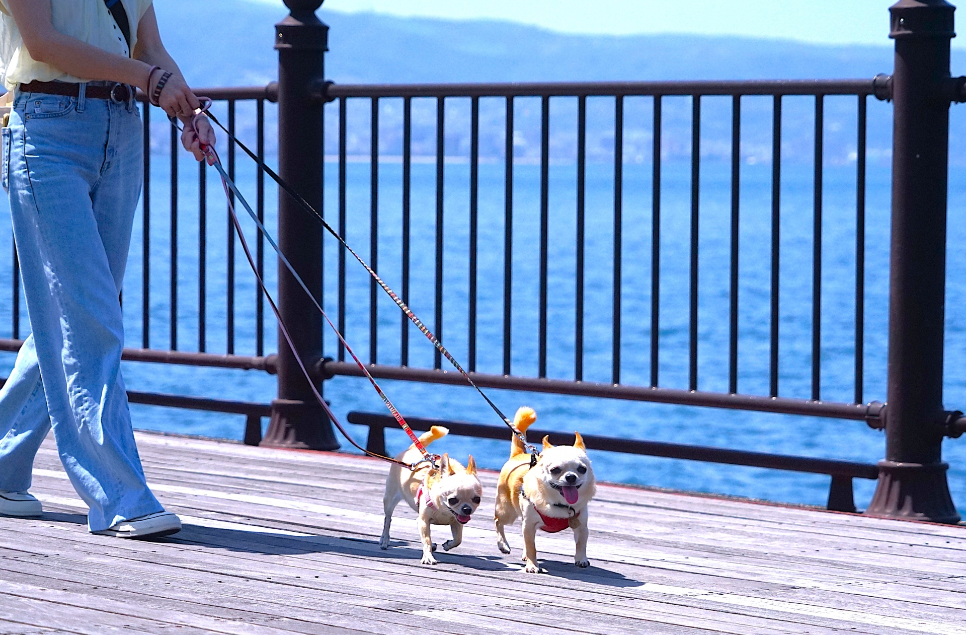 犬がリードで落ち着いて歩くシーン