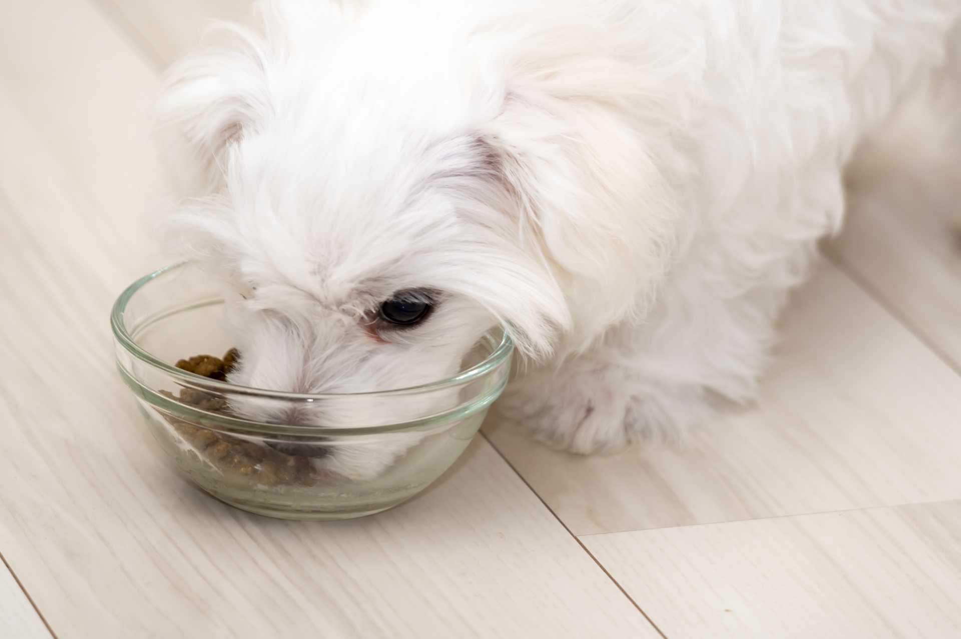 犬の涙やけを改善するドッグフードのイメージ