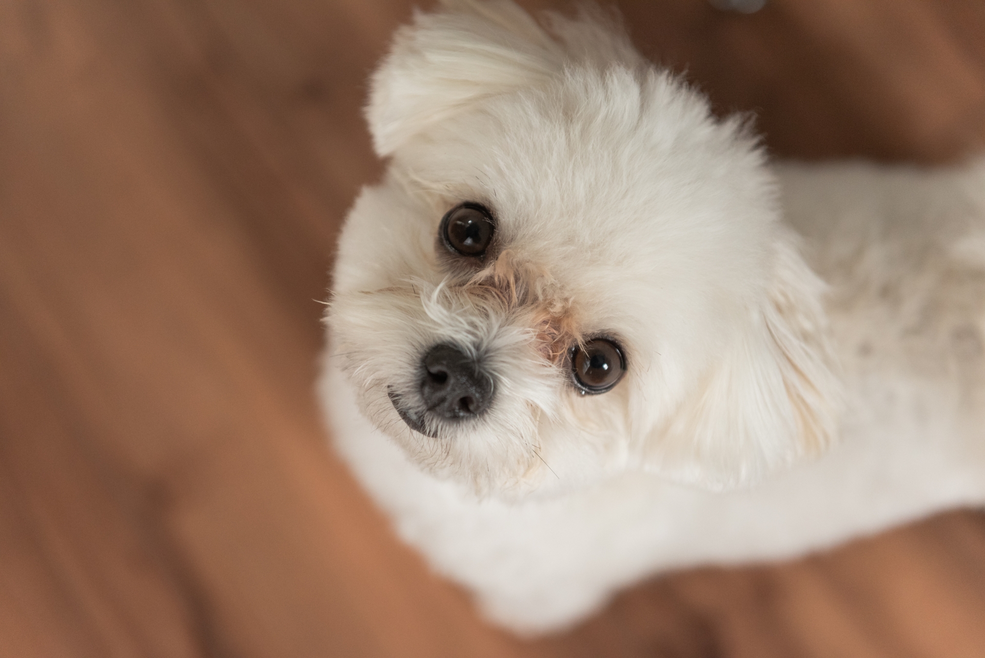 犬の涙やけ対策とケアをしている様子