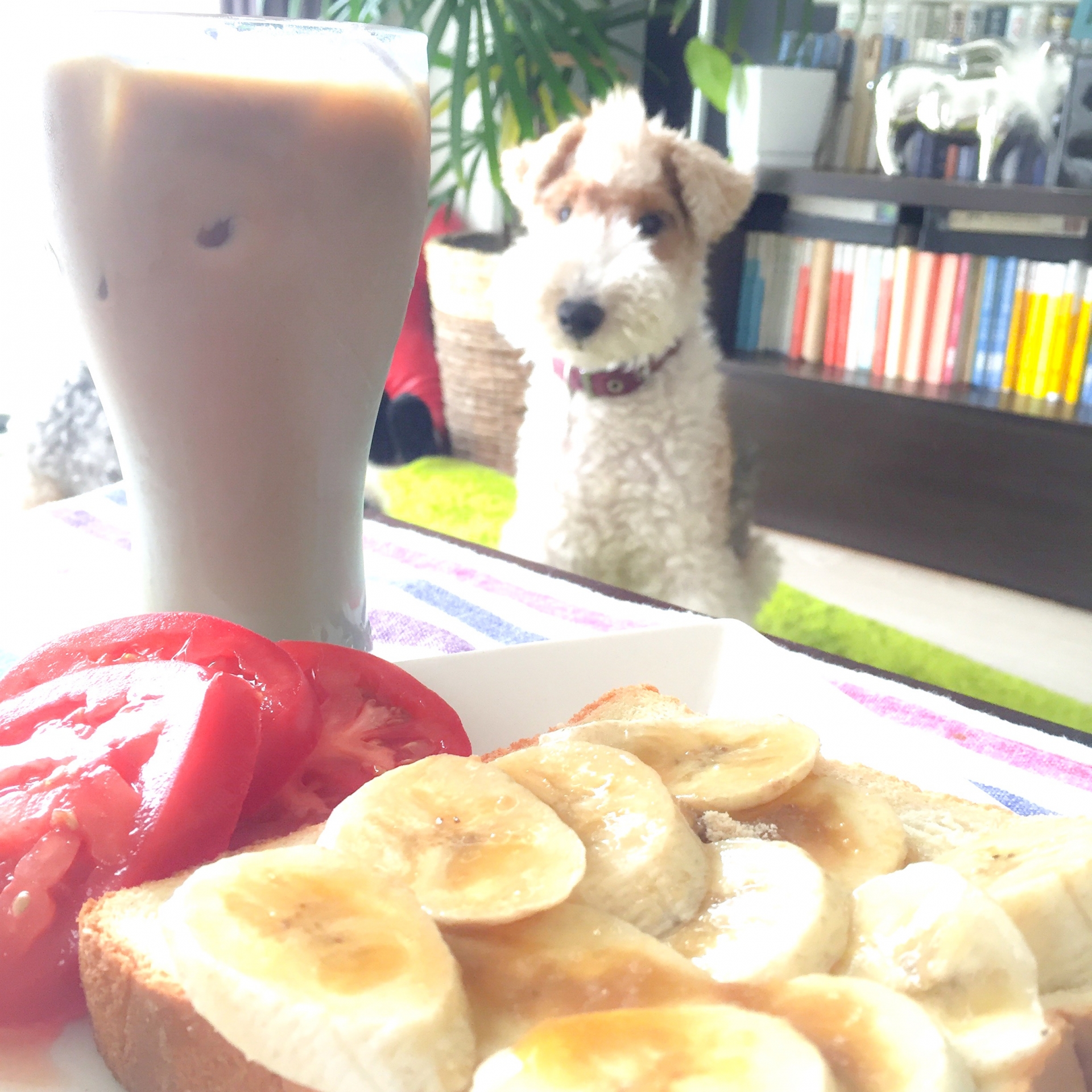 犬がバナナを食べても大丈夫？安全な量と与え方のポイント