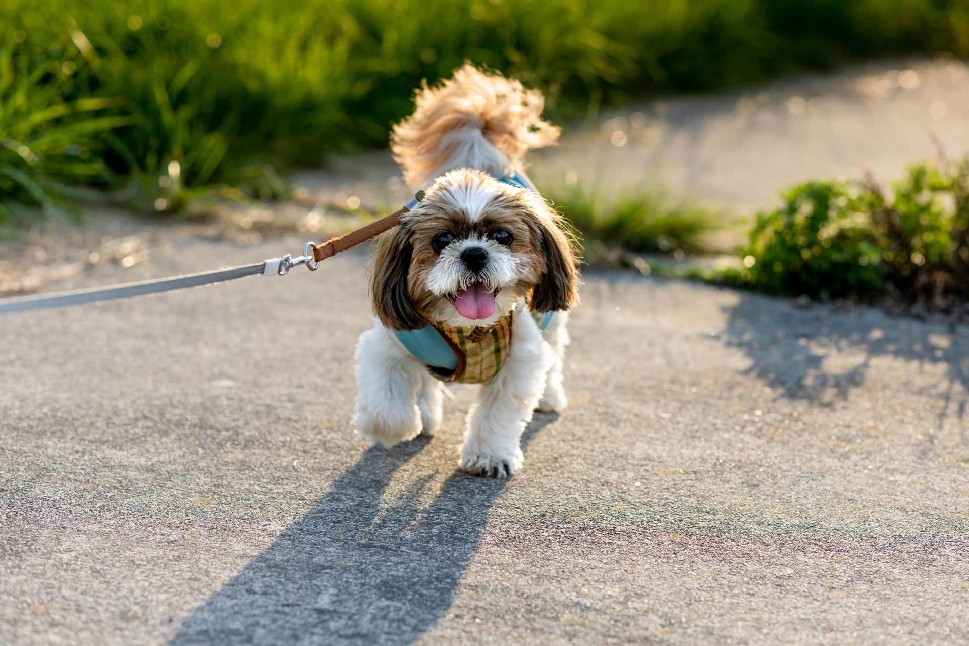 穏やかな日差しの中、飼い主とゆっくり歩く老犬の様子