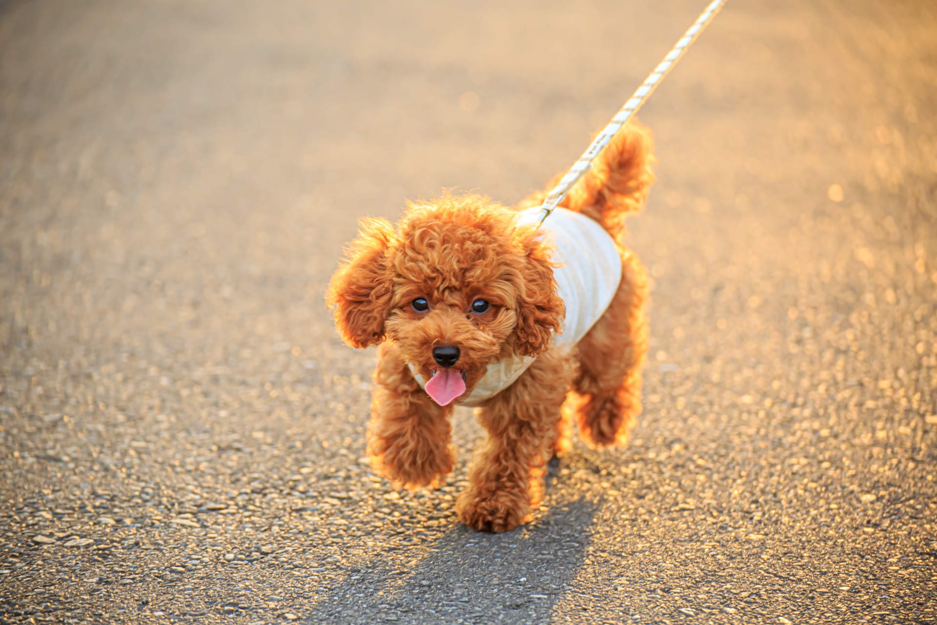 初めて散歩をする子犬と飼い主の微笑ましい写真