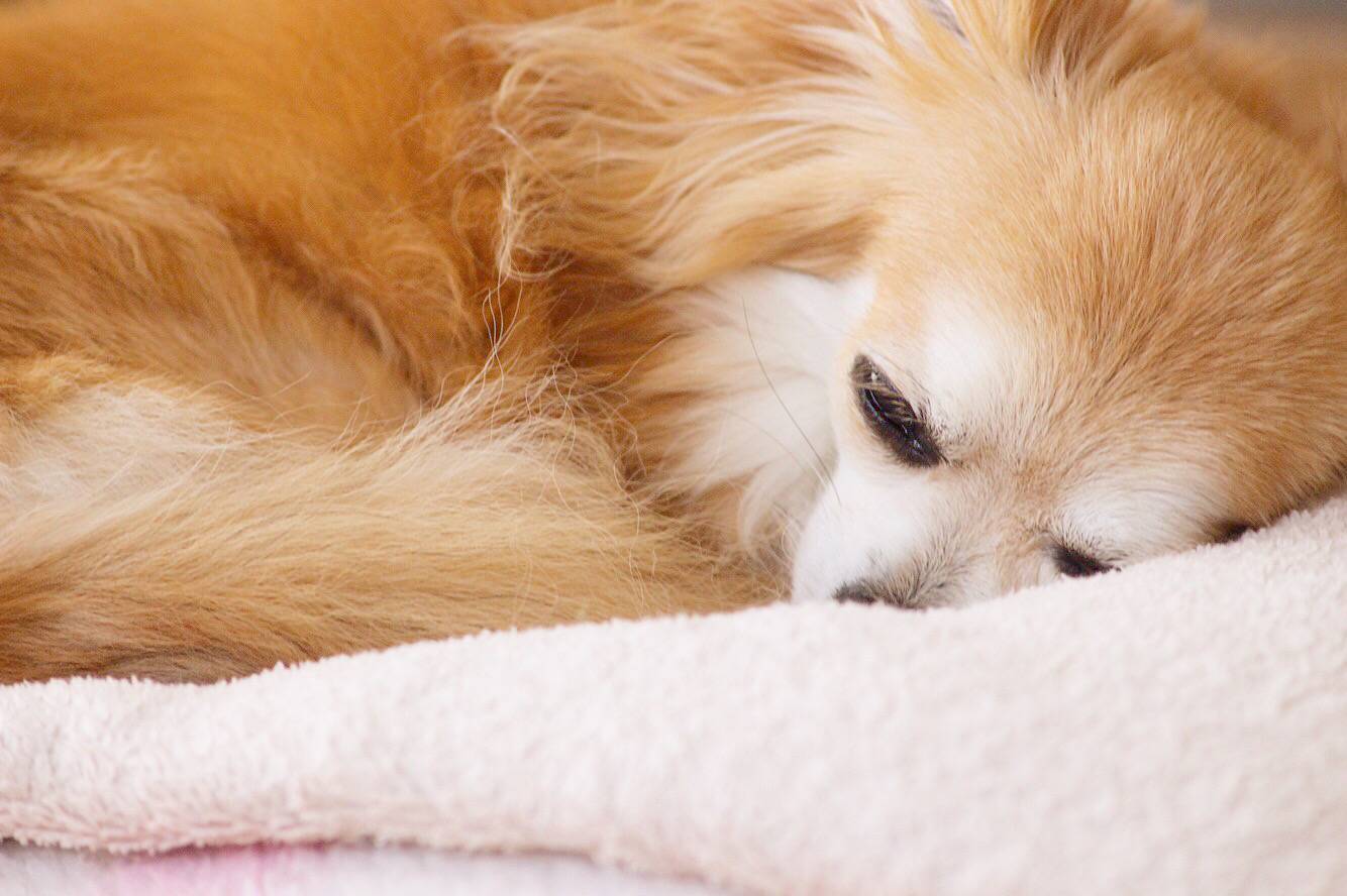 毛布に包まれて安心して眠る老犬と、それを見守る飼い主の冬のひととき