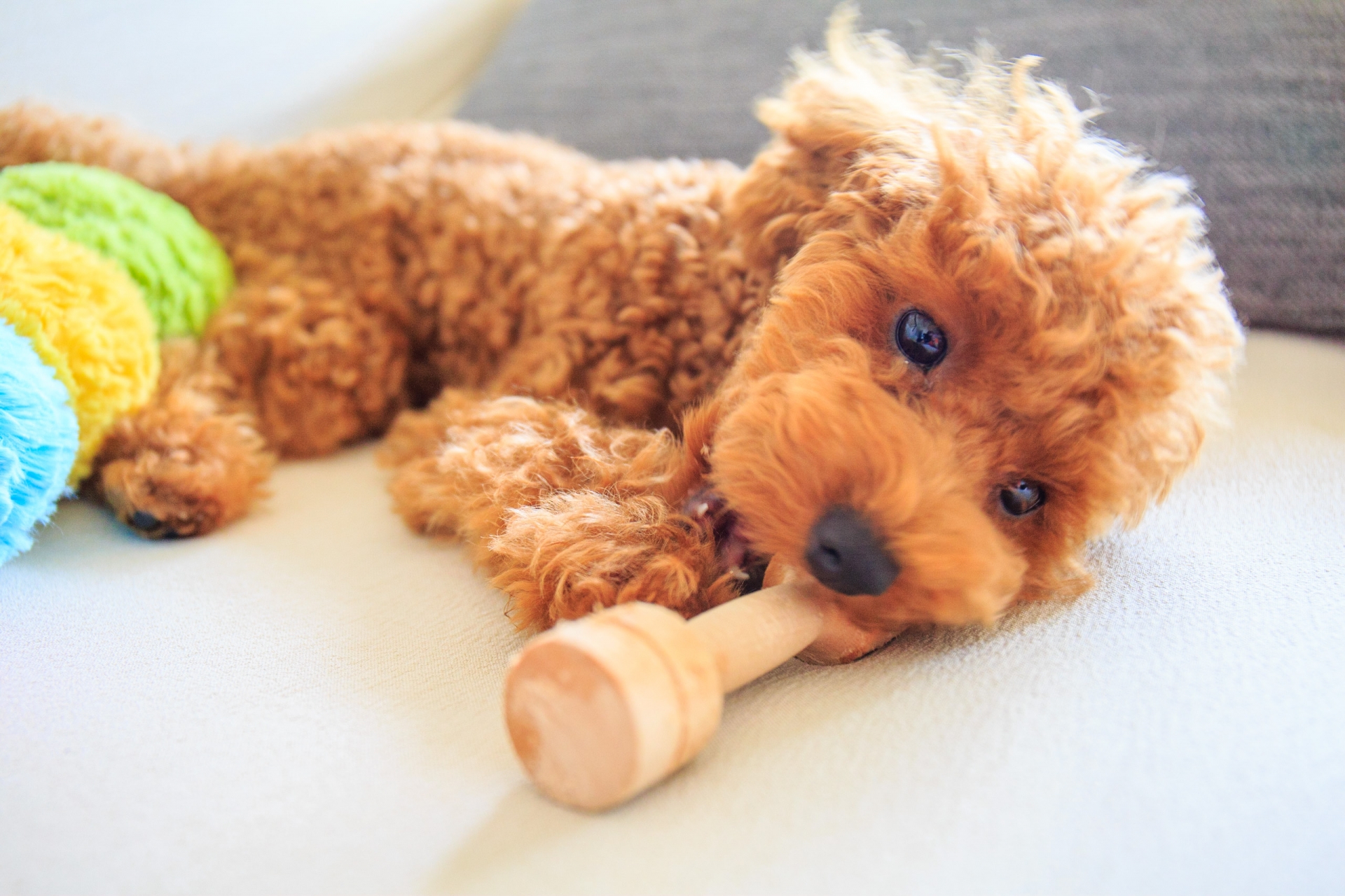 トイプードルと飼い主がふれあう様子の写真