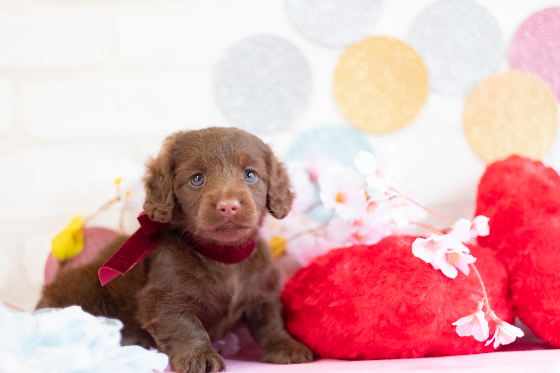 犬を迎える準備をする飼い主と子犬の写真