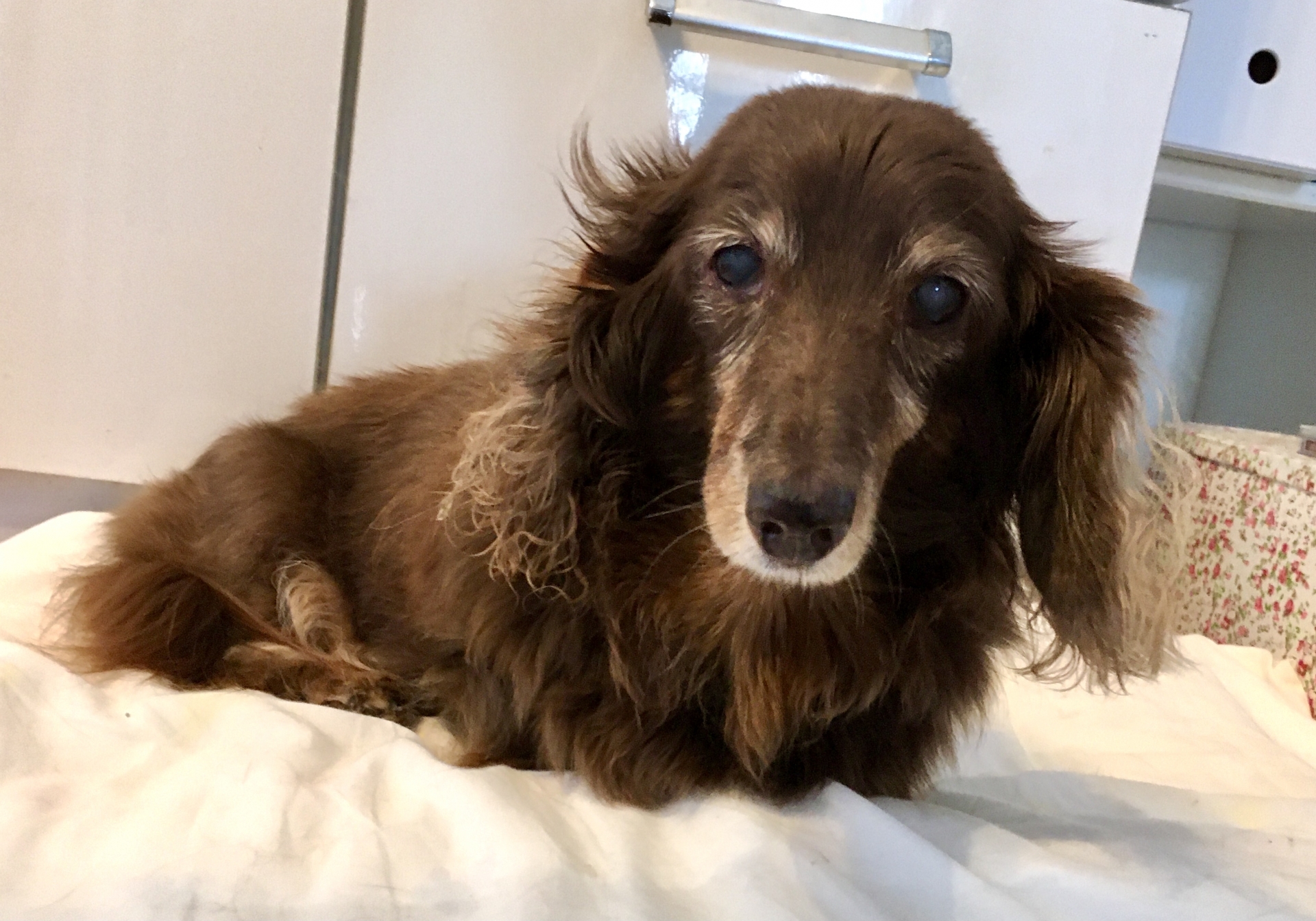 体を震わせる老犬を毛布で優しく包む飼い主のイメージ写真