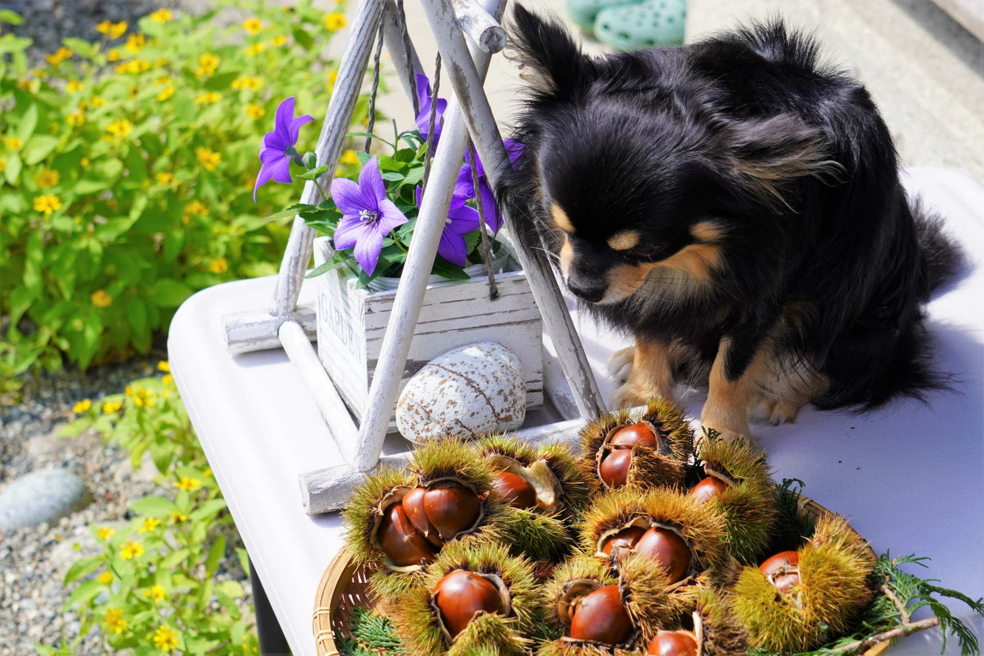 犬は栗を食べていい？安全な与え方と注意点