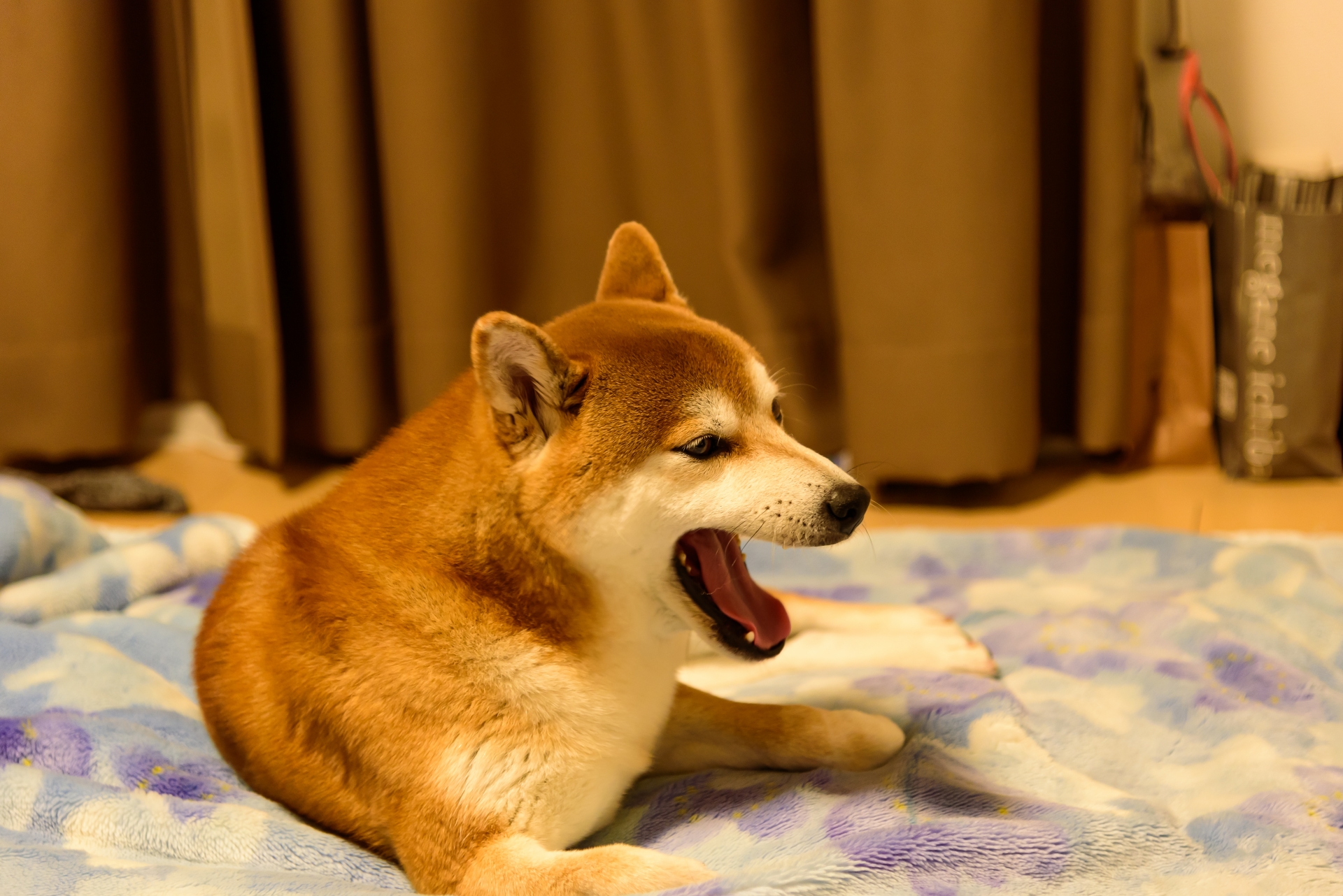 夜に鳴いている犬と、心配そうに寄り添う飼い主