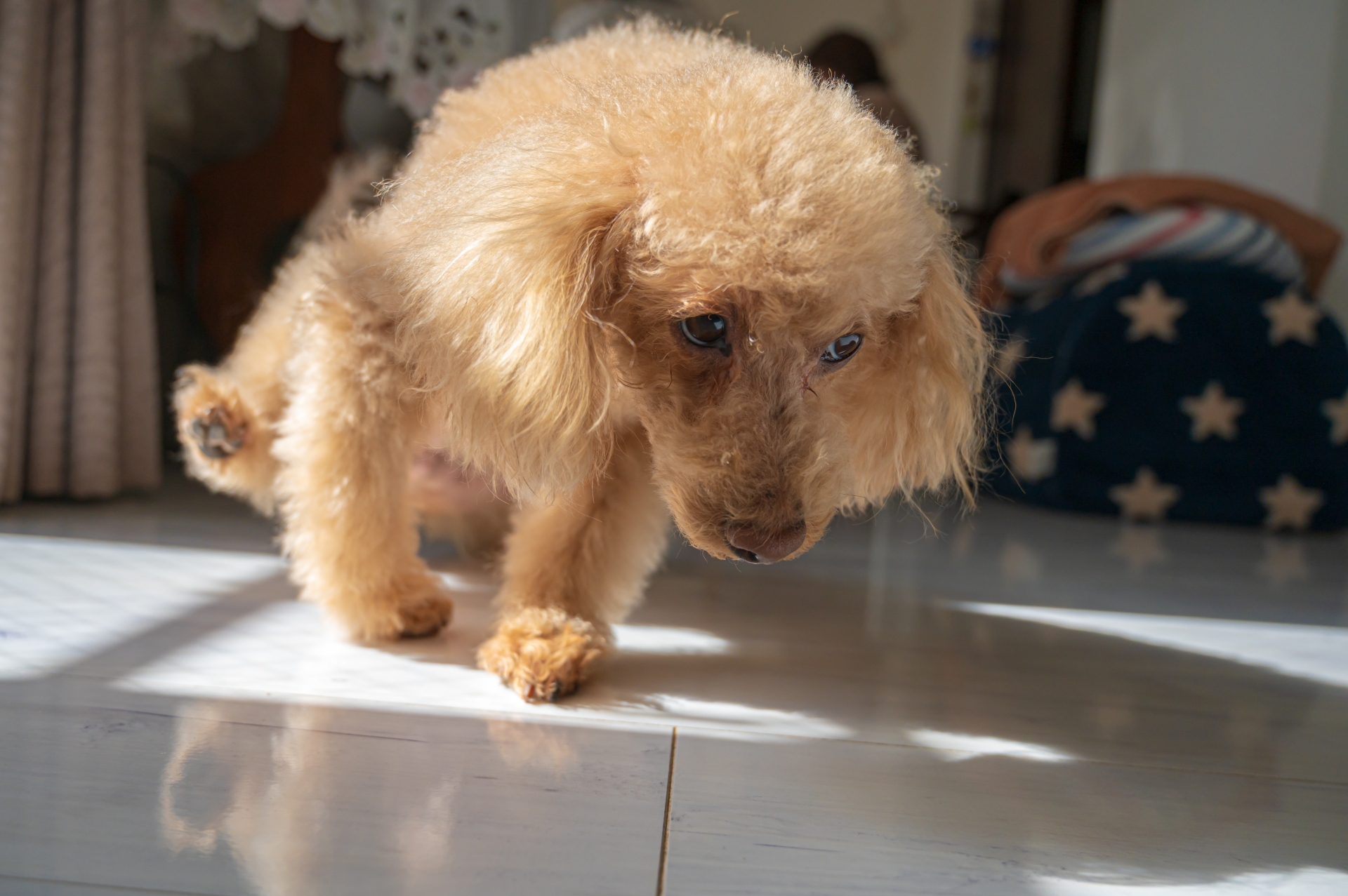 食糞をしてしまう子犬と、それを見守る飼い主のイラスト（やさしく見守る雰囲気）