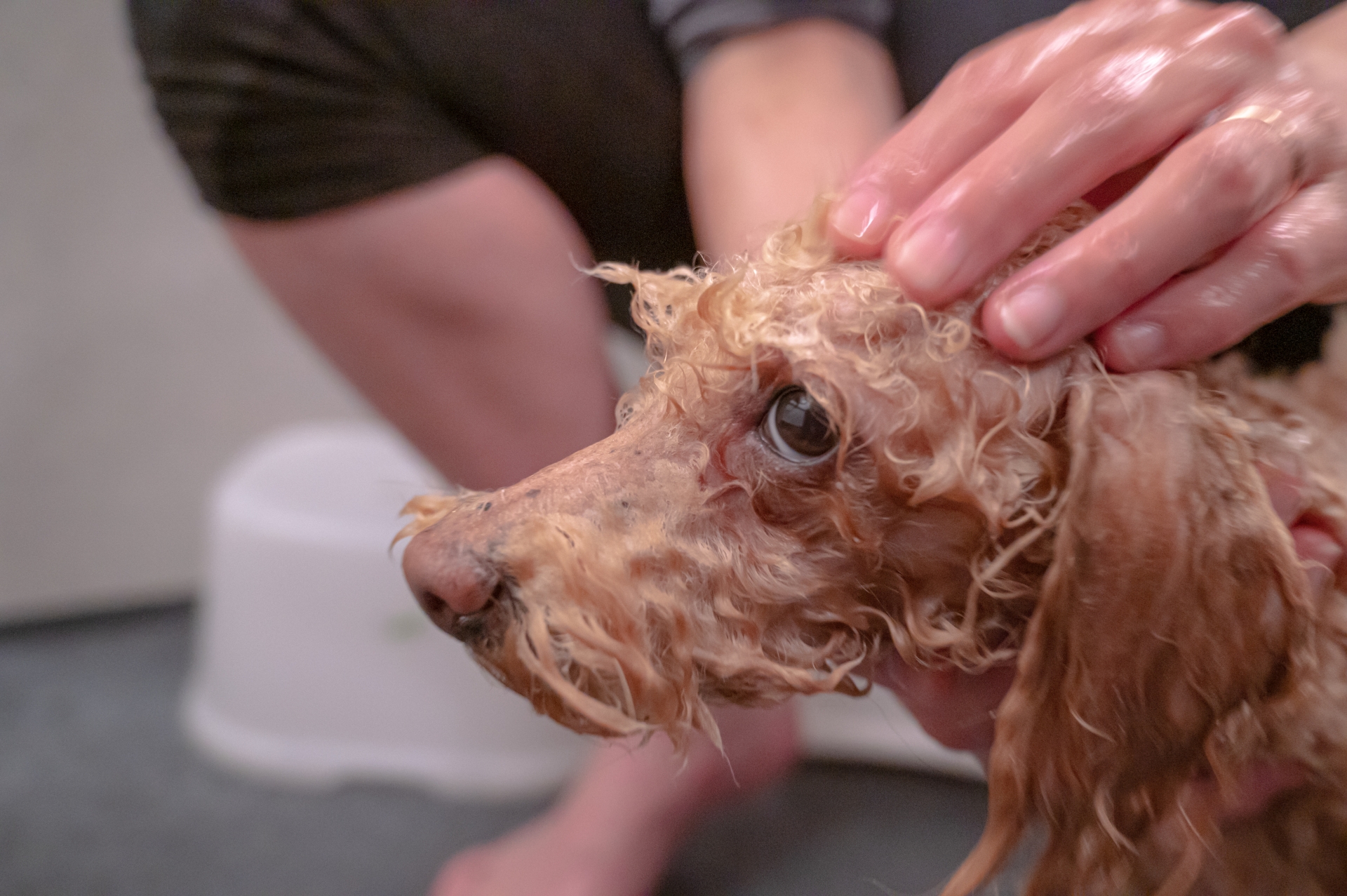お風呂でやさしく体を洗ってもらう老犬のイメージ写真