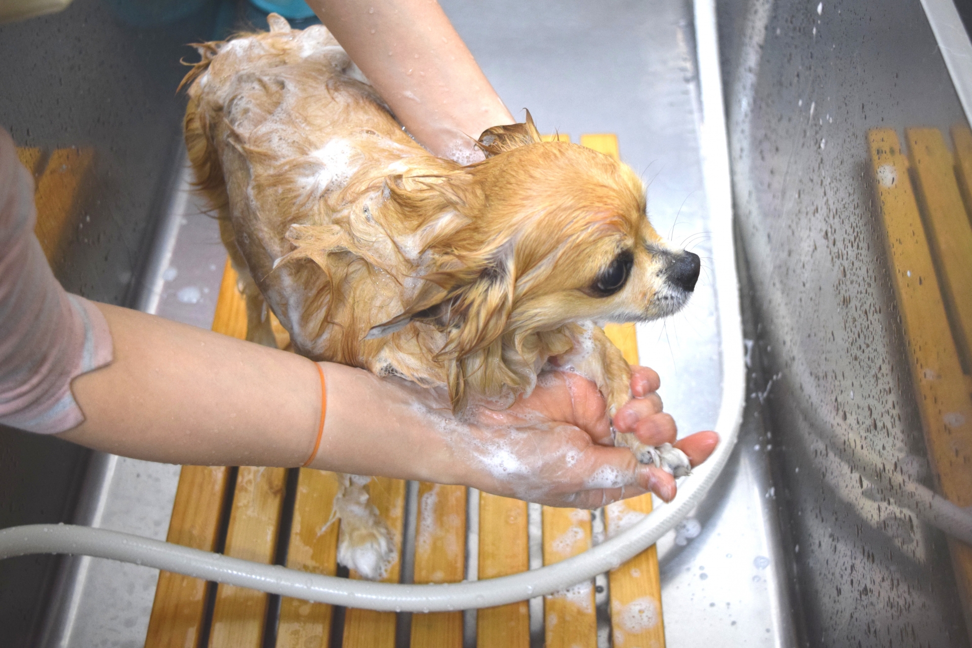初めてシャンプーをする子犬と優しく見守る飼い主の写真