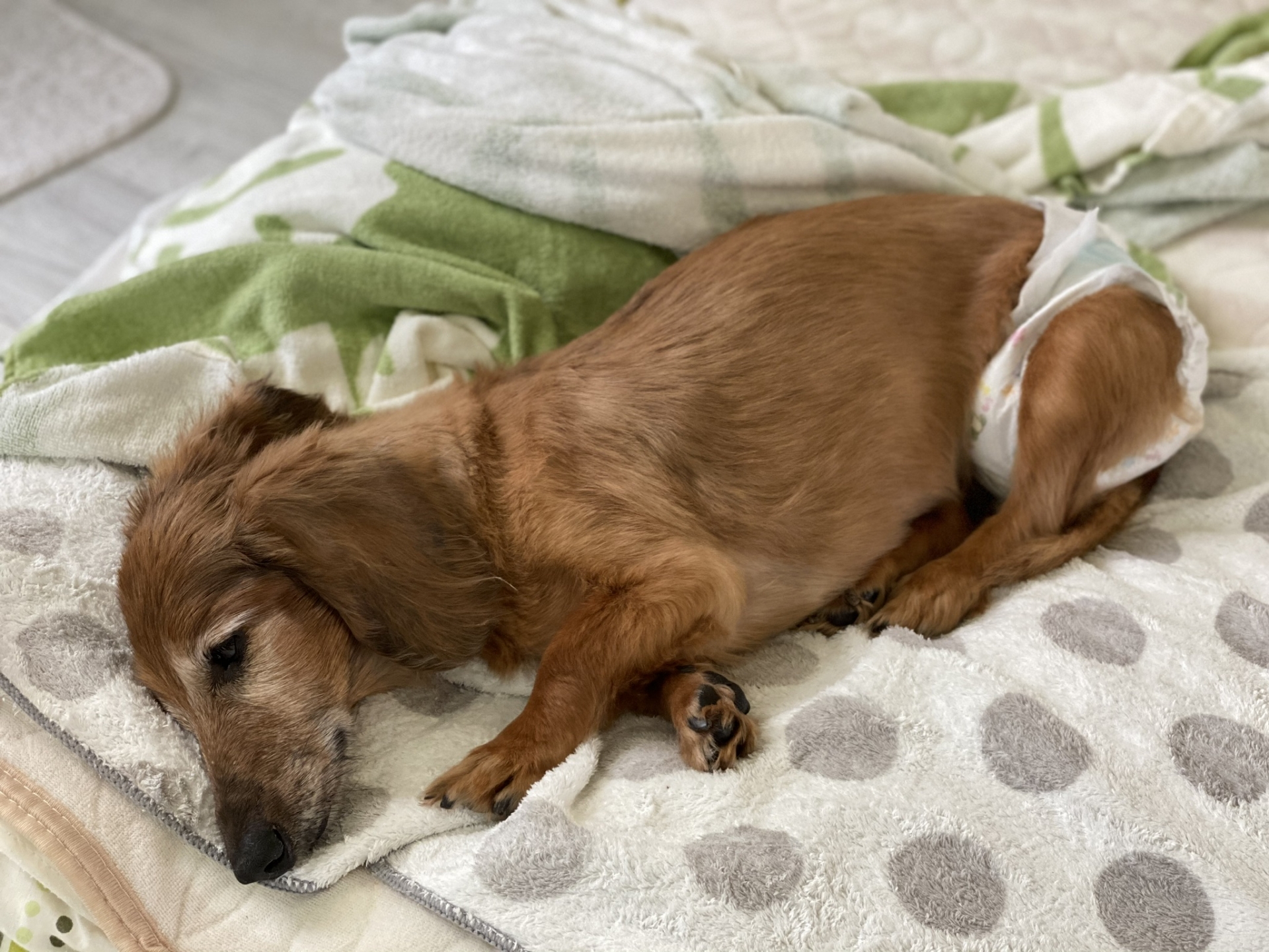 夜中に落ち着かない老犬を優しくなでて安心させる飼い主のイメージ写真