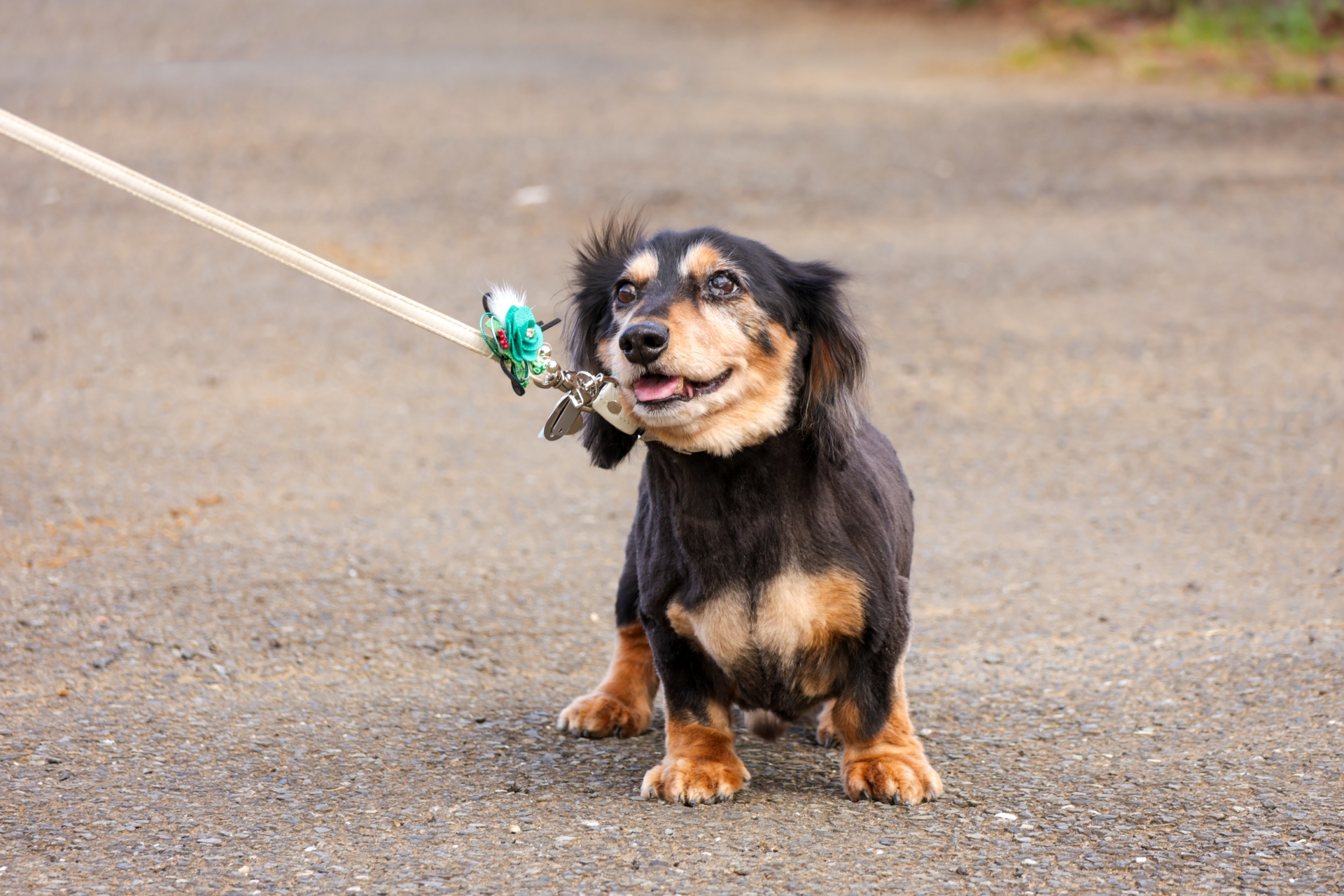後ろ足を支える飼い主と穏やかに歩く老犬の様子