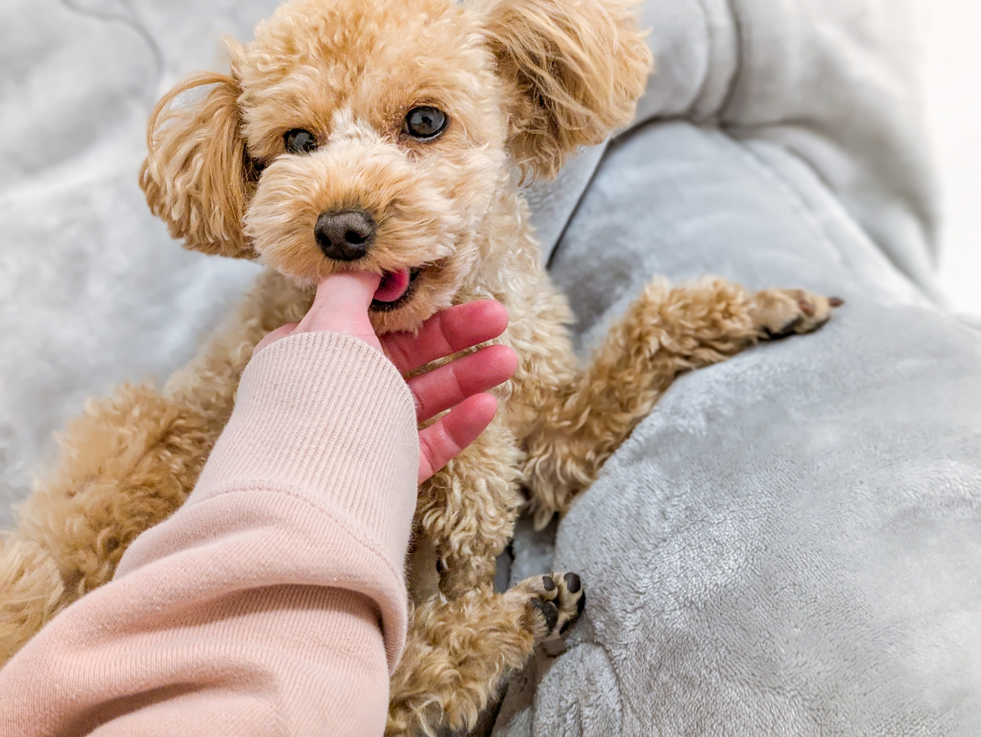 飼い主と子犬が遊びながらしつけをしている写真