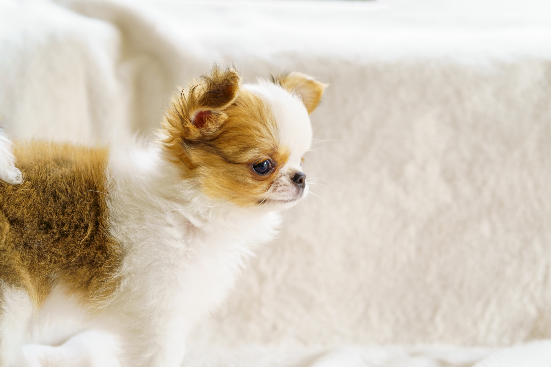 飼い主と子犬が一緒に過ごしている温かな写真