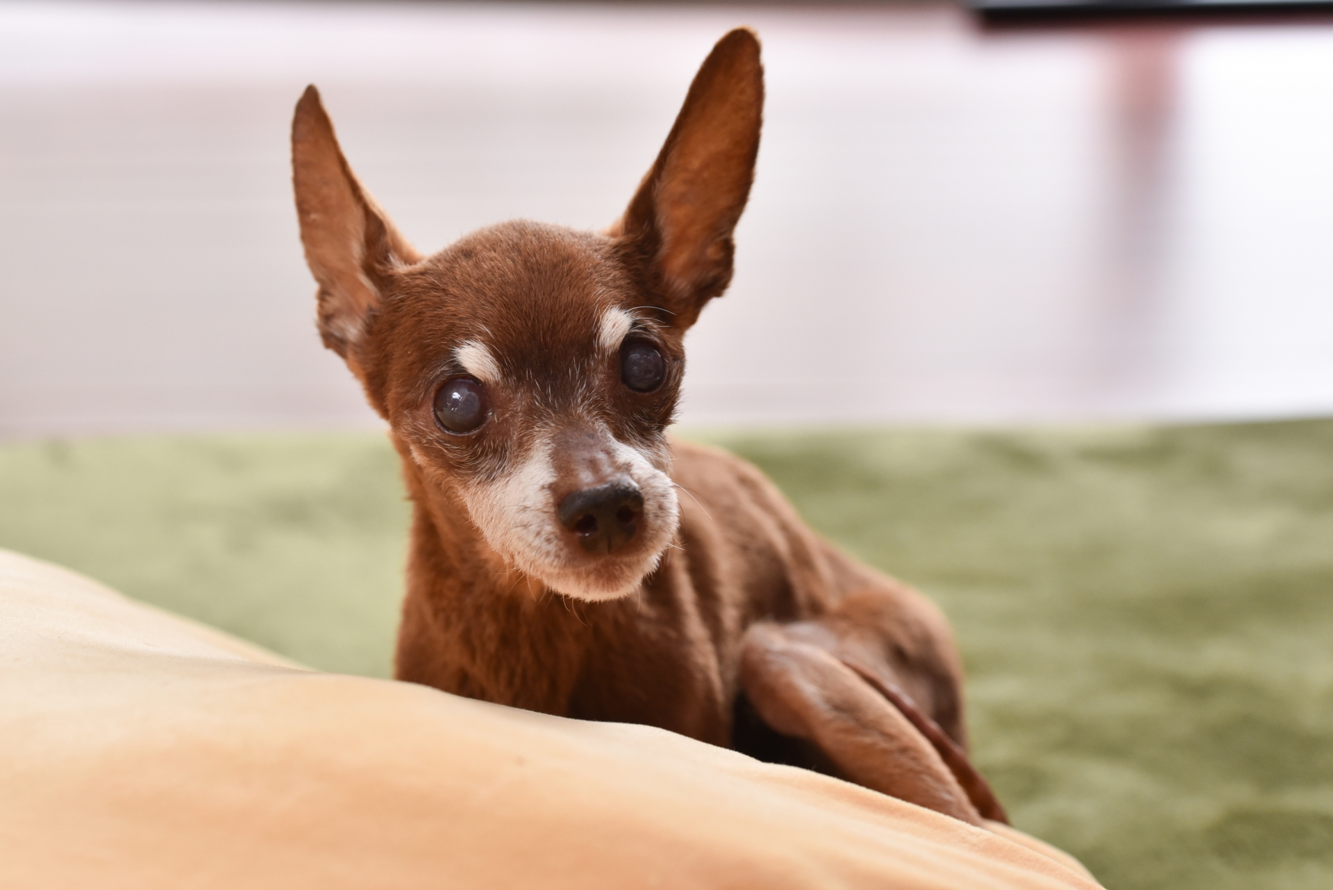 排泄ケアを受ける老犬と見守る飼い主のやさしい様子