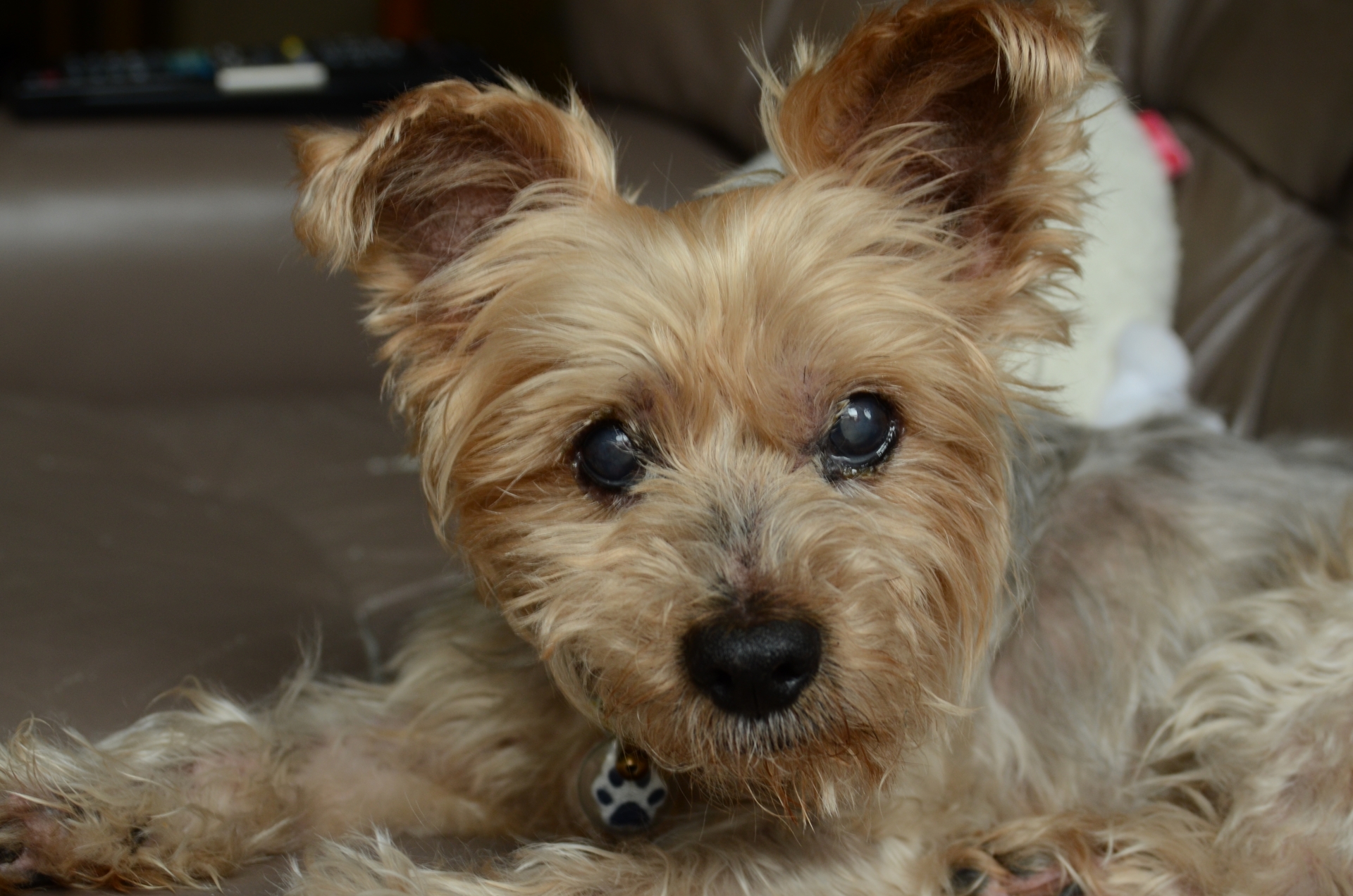 穏やかに過ごす老犬と飼い主の生活サポートをイメージした写真