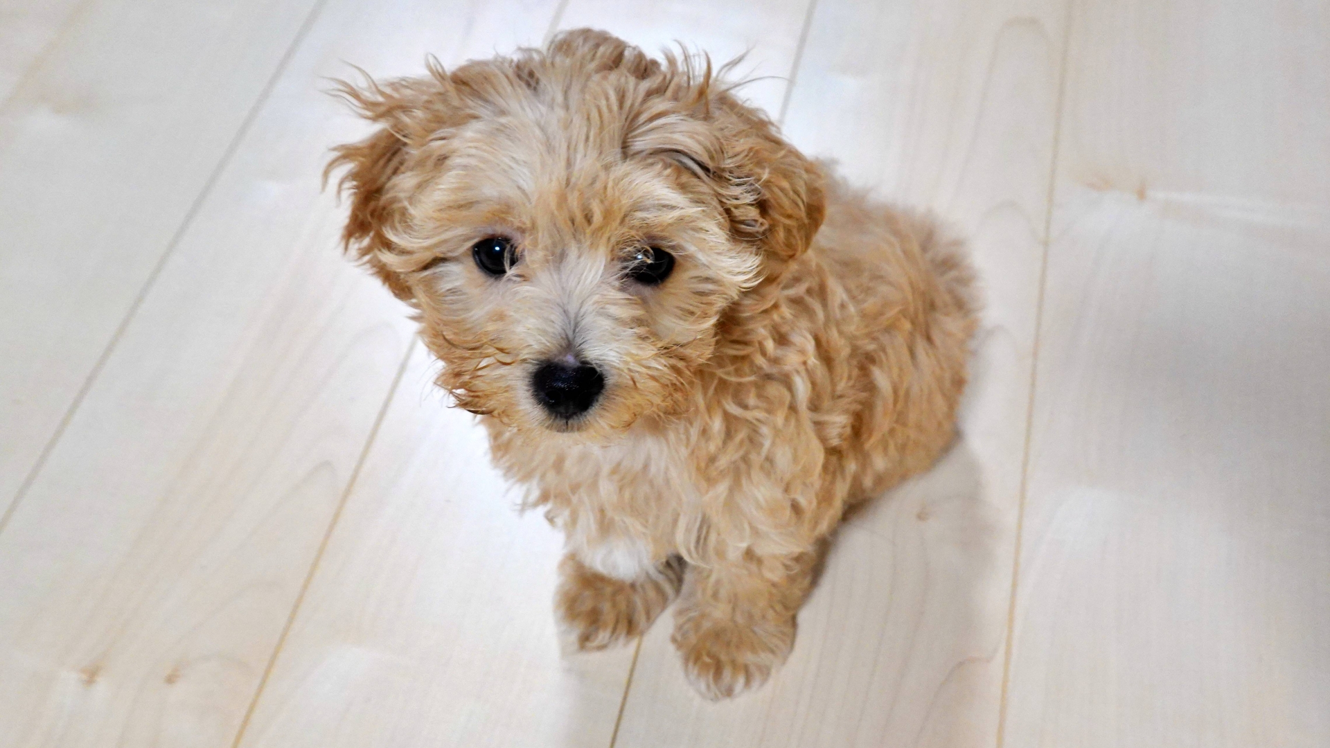 ご飯を前に首をかしげる子犬の写真