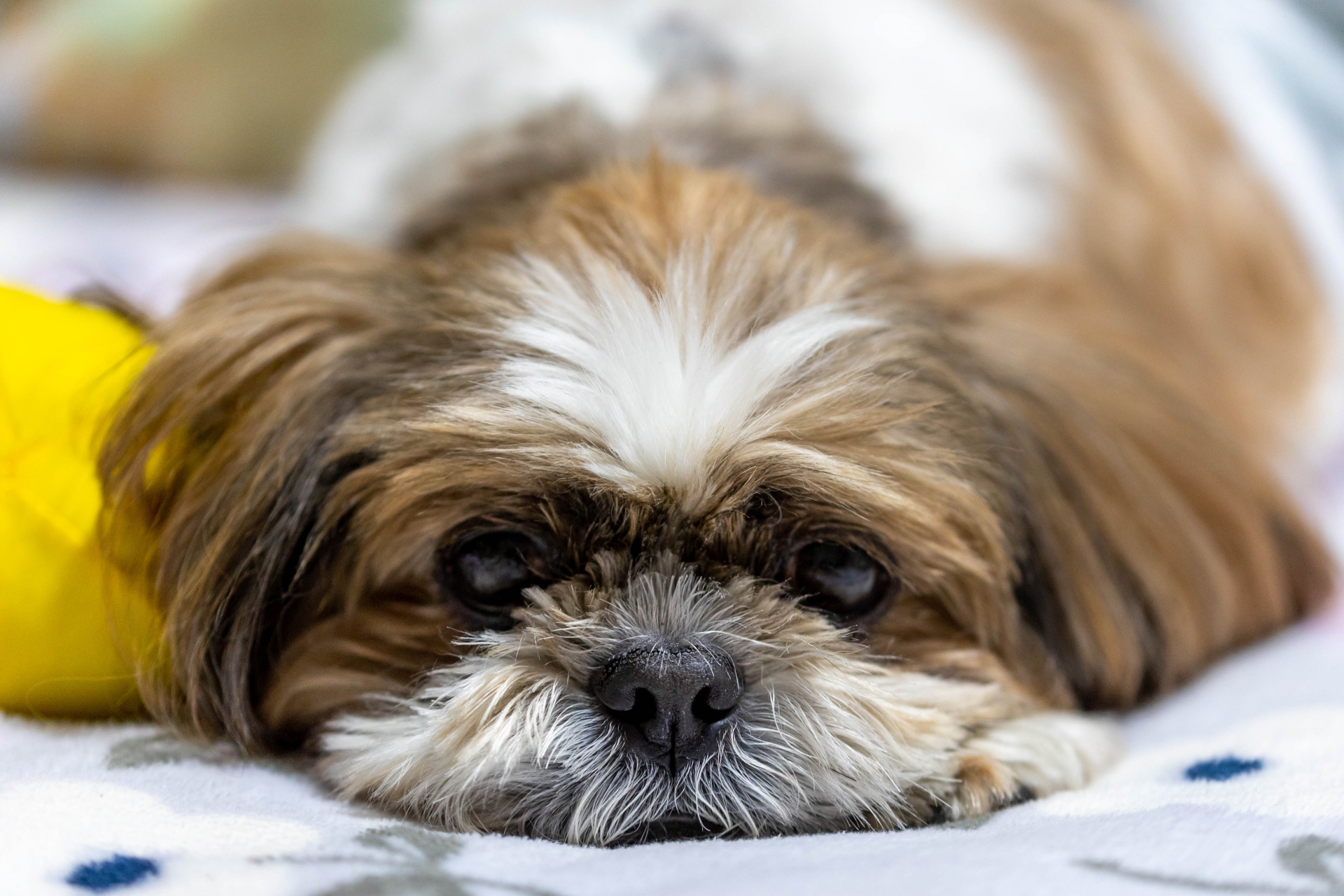 ご飯を食べない老犬をやさしく見守る飼い主のイメージ写真